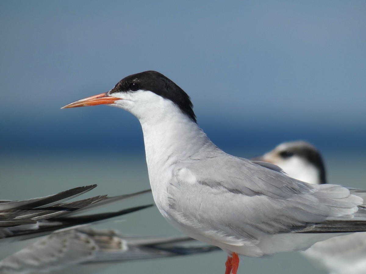 Common Tern - ML646926400