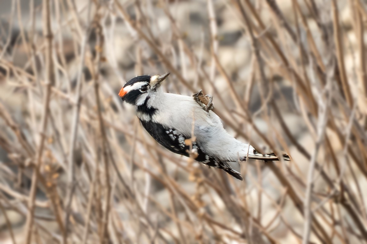 Dunenspecht - ML646926403