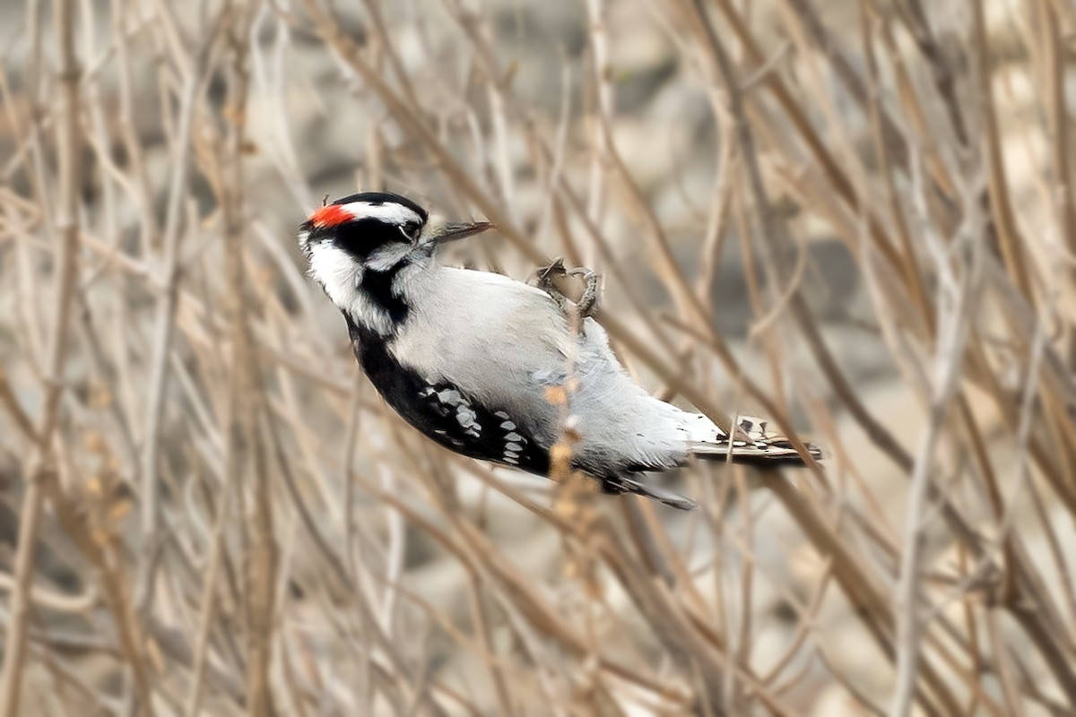 Dunenspecht - ML646926404