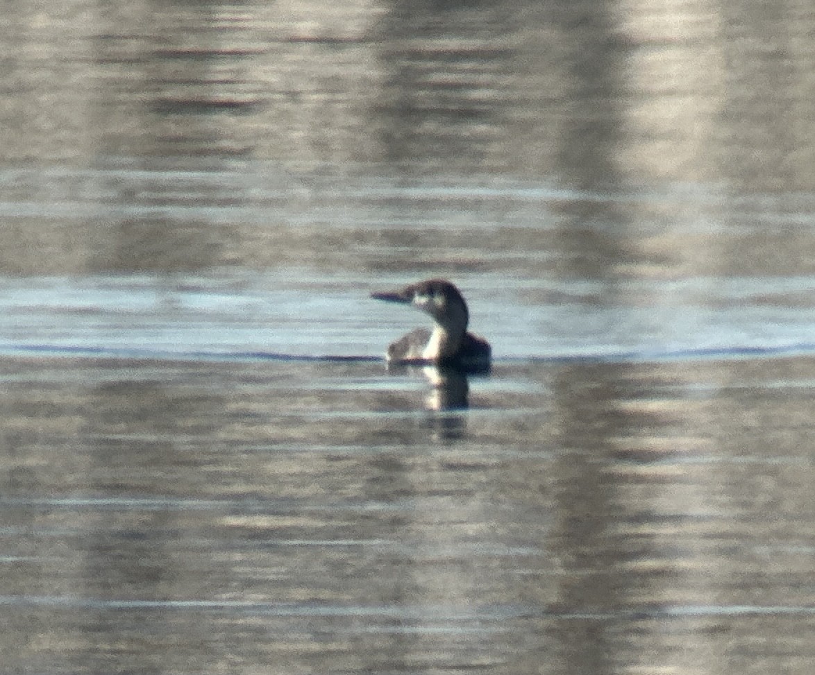 Гагара червоношия - ML646926405