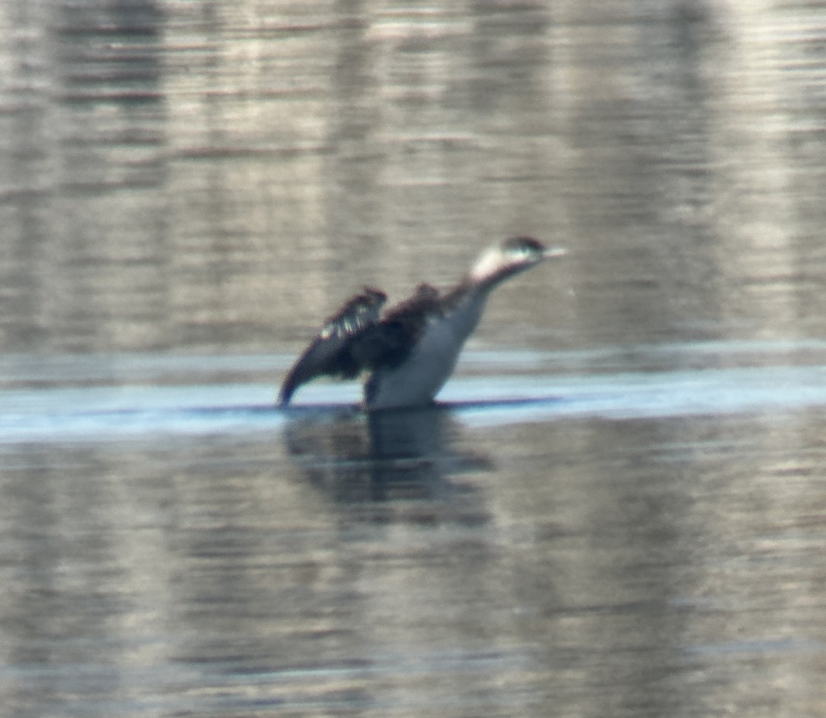 Гагара червоношия - ML646926406