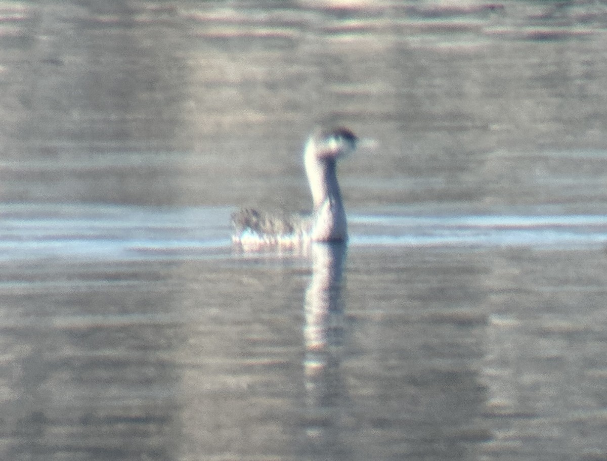 Гагара червоношия - ML646926407