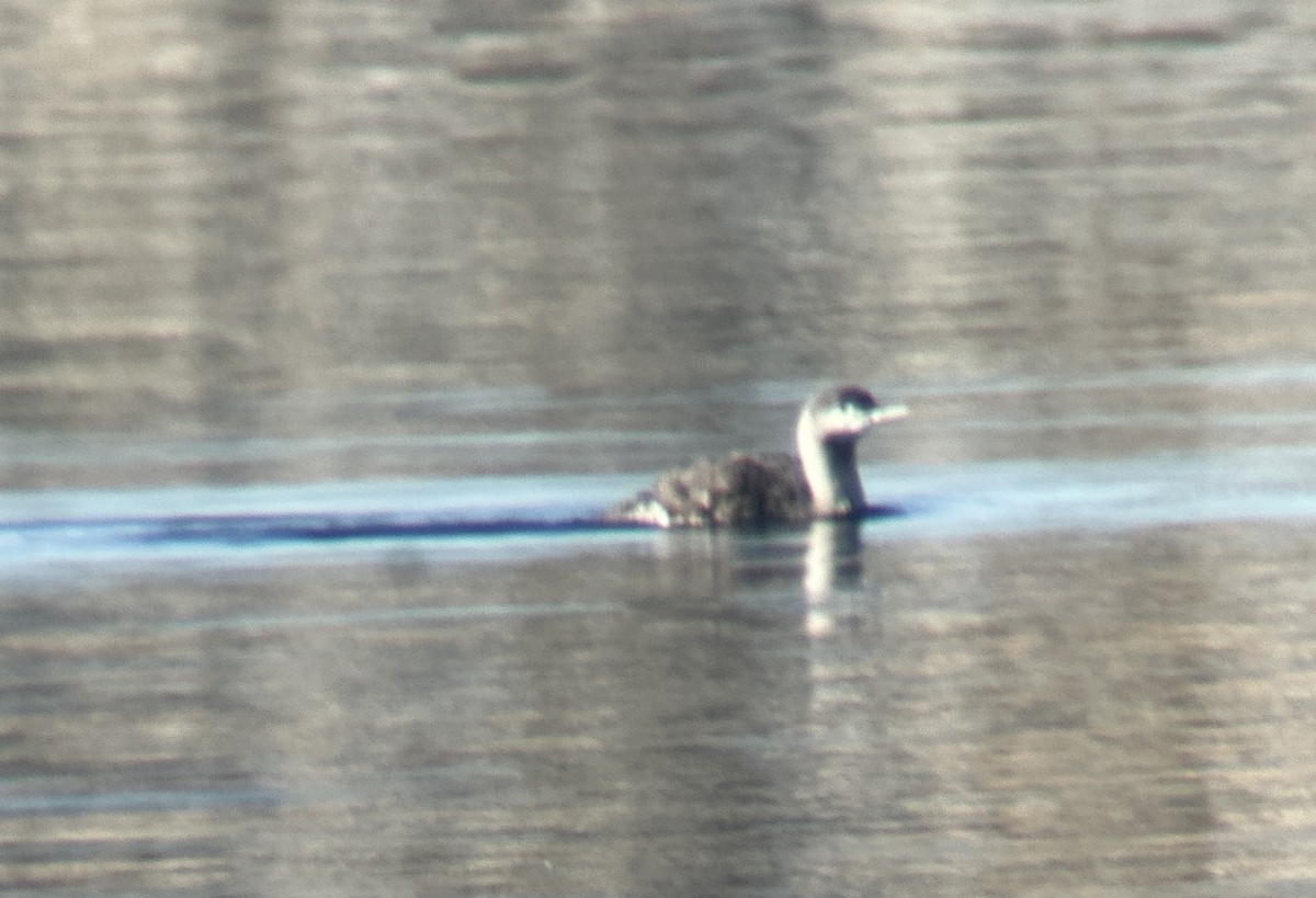 Гагара червоношия - ML646926408