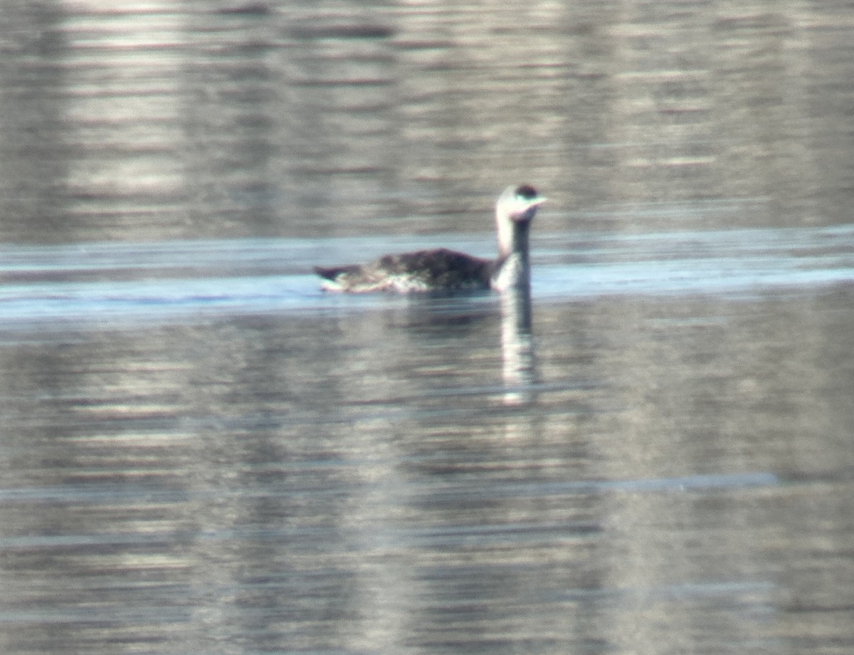 Гагара червоношия - ML646926409