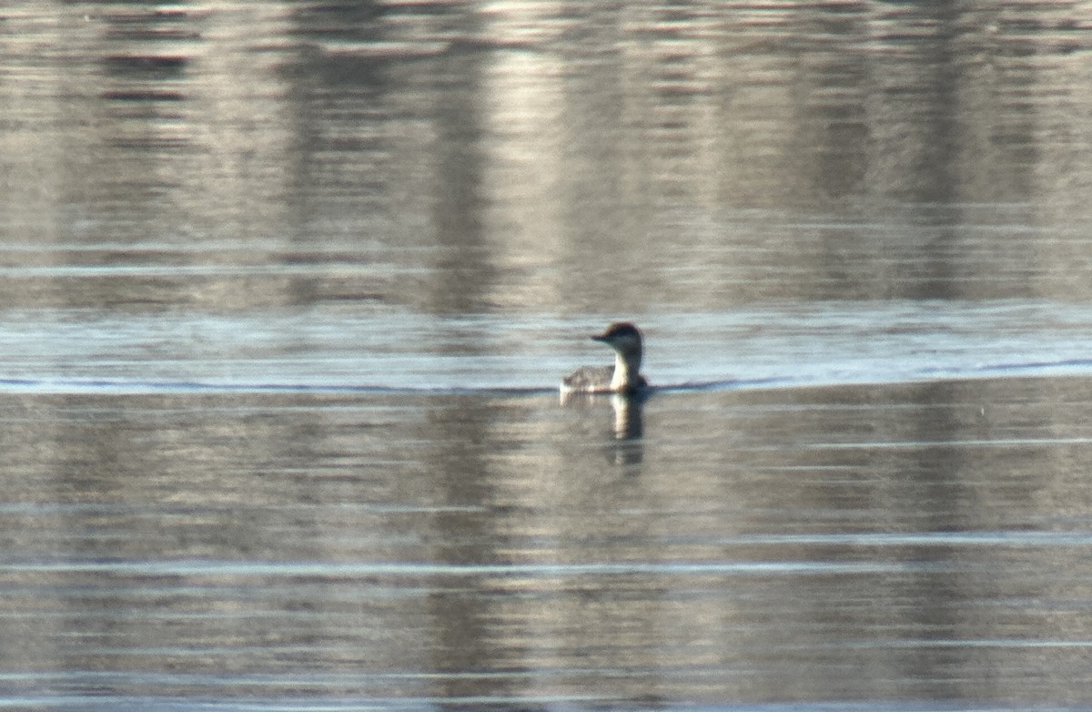 Гагара червоношия - ML646926410