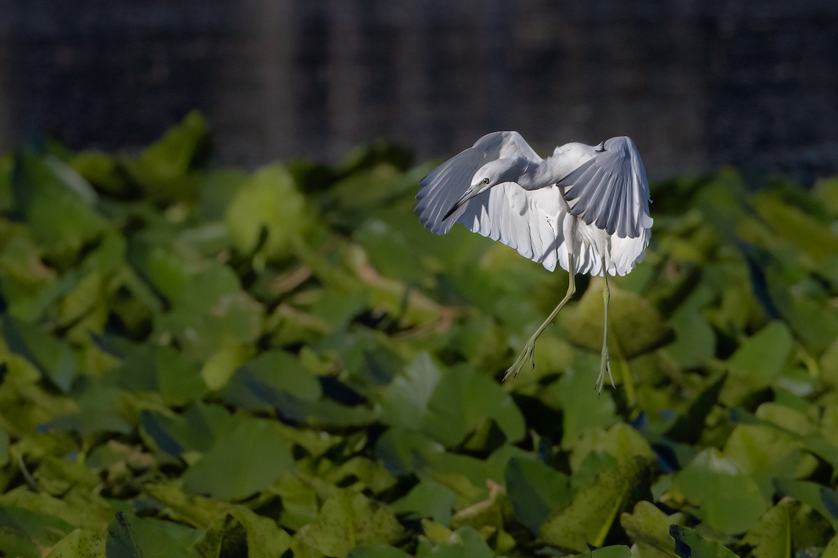 Малая голубая цапля - ML646926412