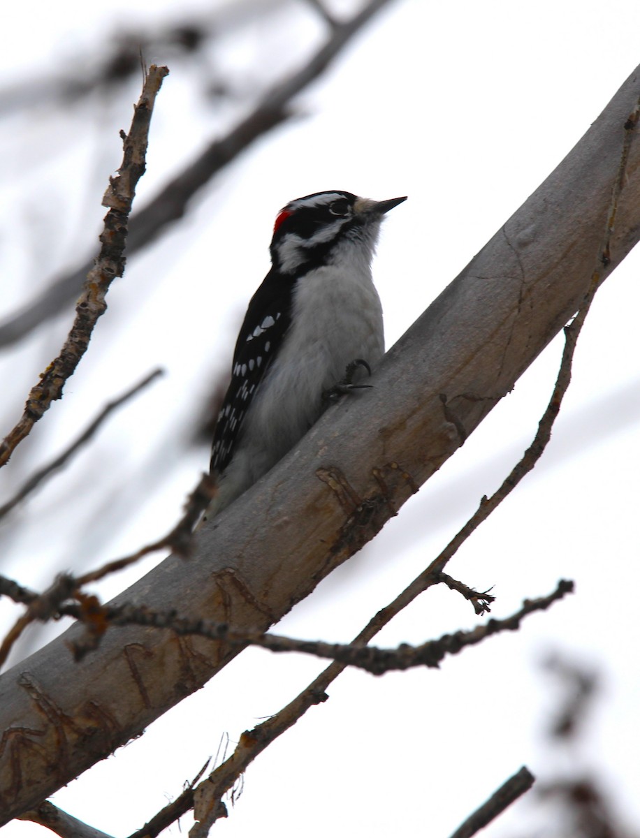 Yumuşak Tüylü Ağaçkakan - ML646926413