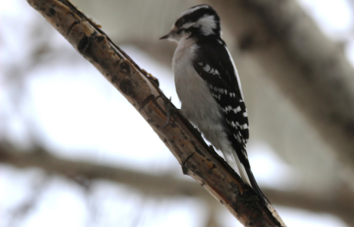 Yumuşak Tüylü Ağaçkakan - ML646926414