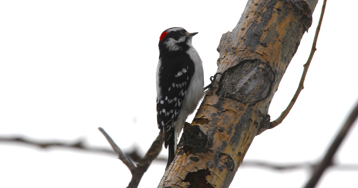 Yumuşak Tüylü Ağaçkakan - ML646926415