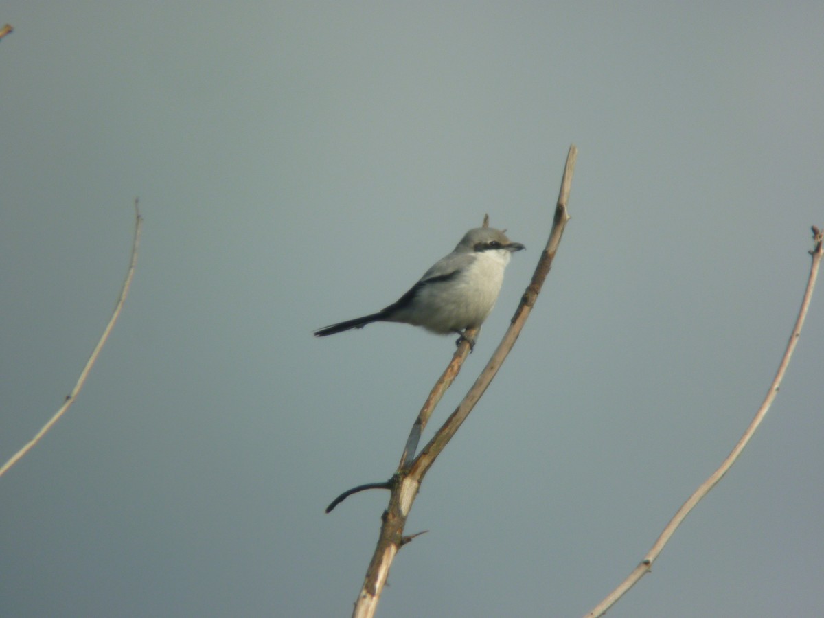 西方灰伯勞 - ML646926418