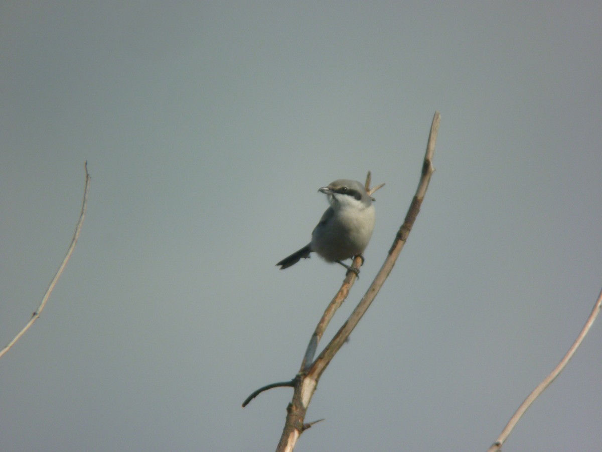 西方灰伯勞 - ML646926419