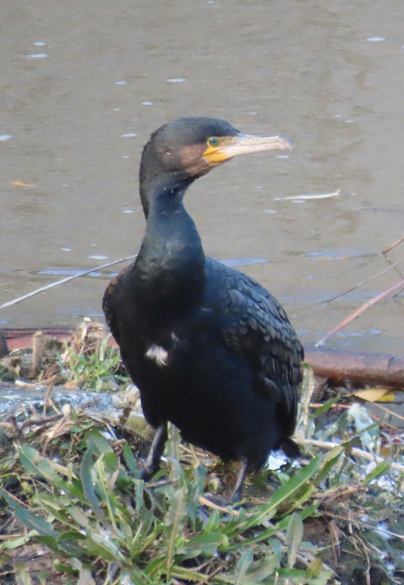 Great Cormorant (Eurasian) - ML646926421