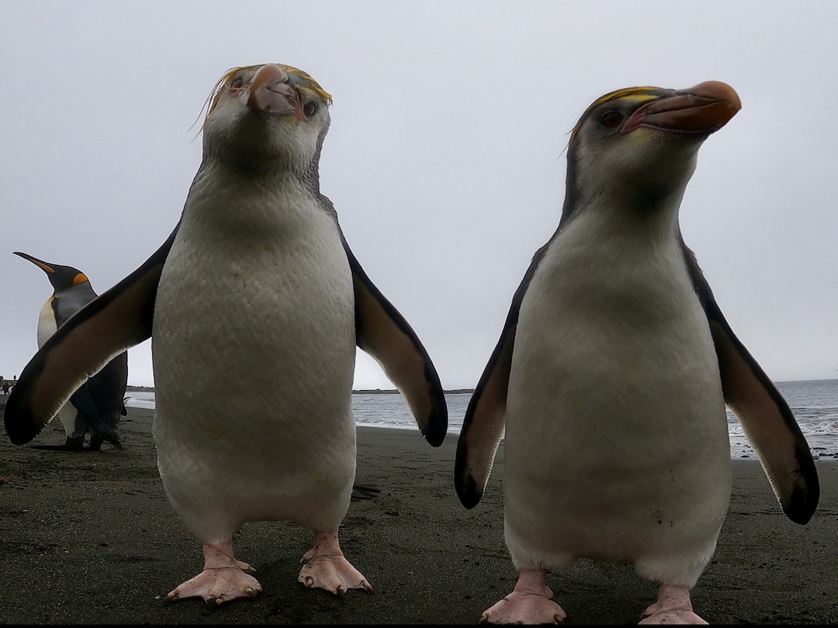 Royal Penguin - ML646926427