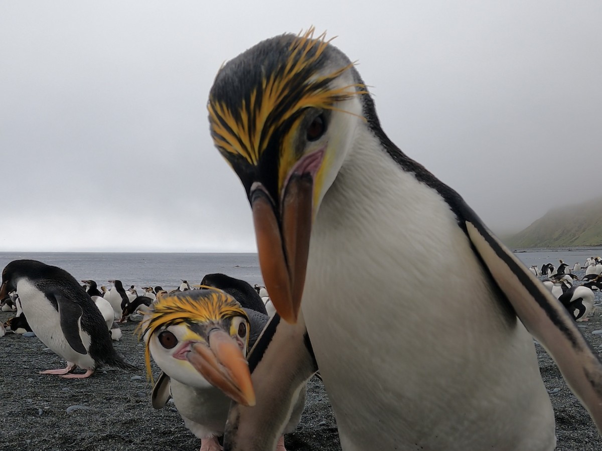 Royal Penguin - ML646926428