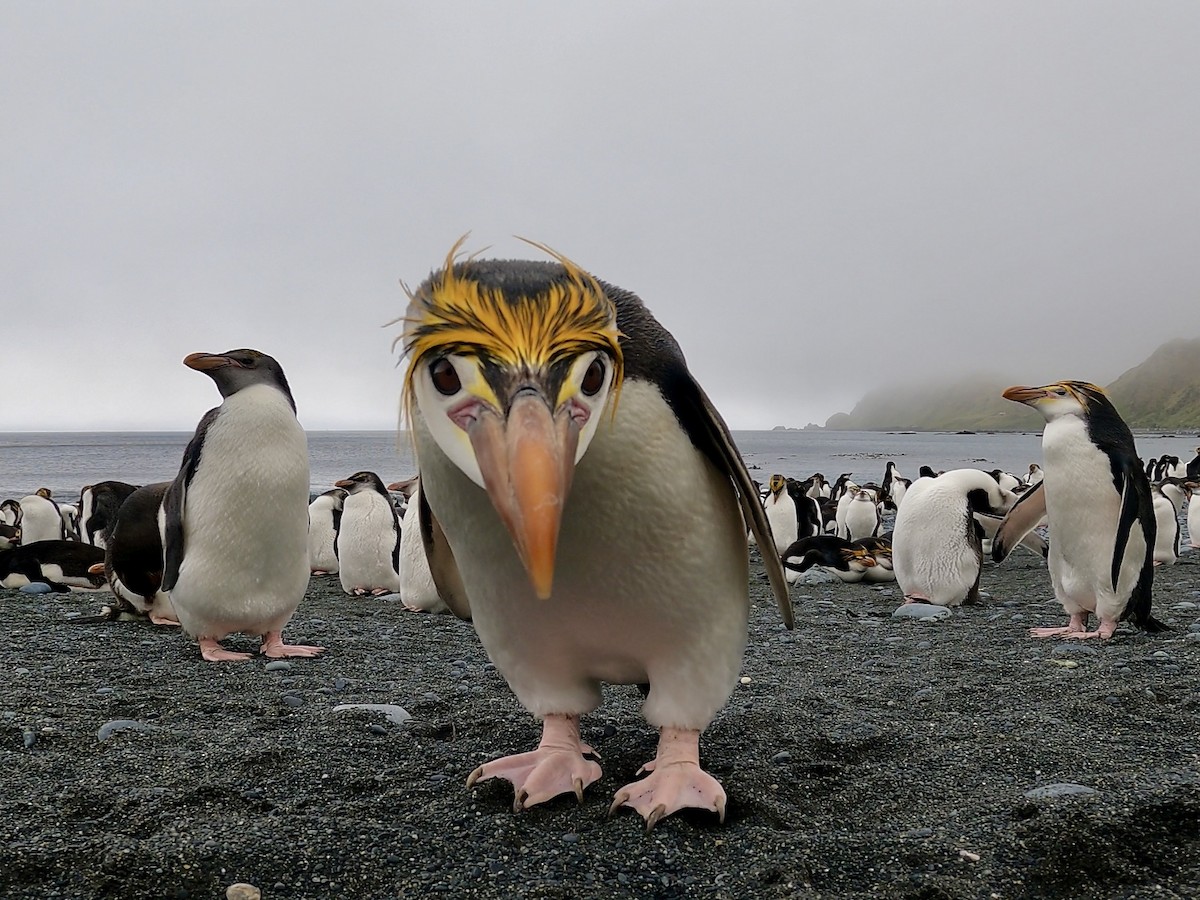 ロイヤルペンギン - ML646926429