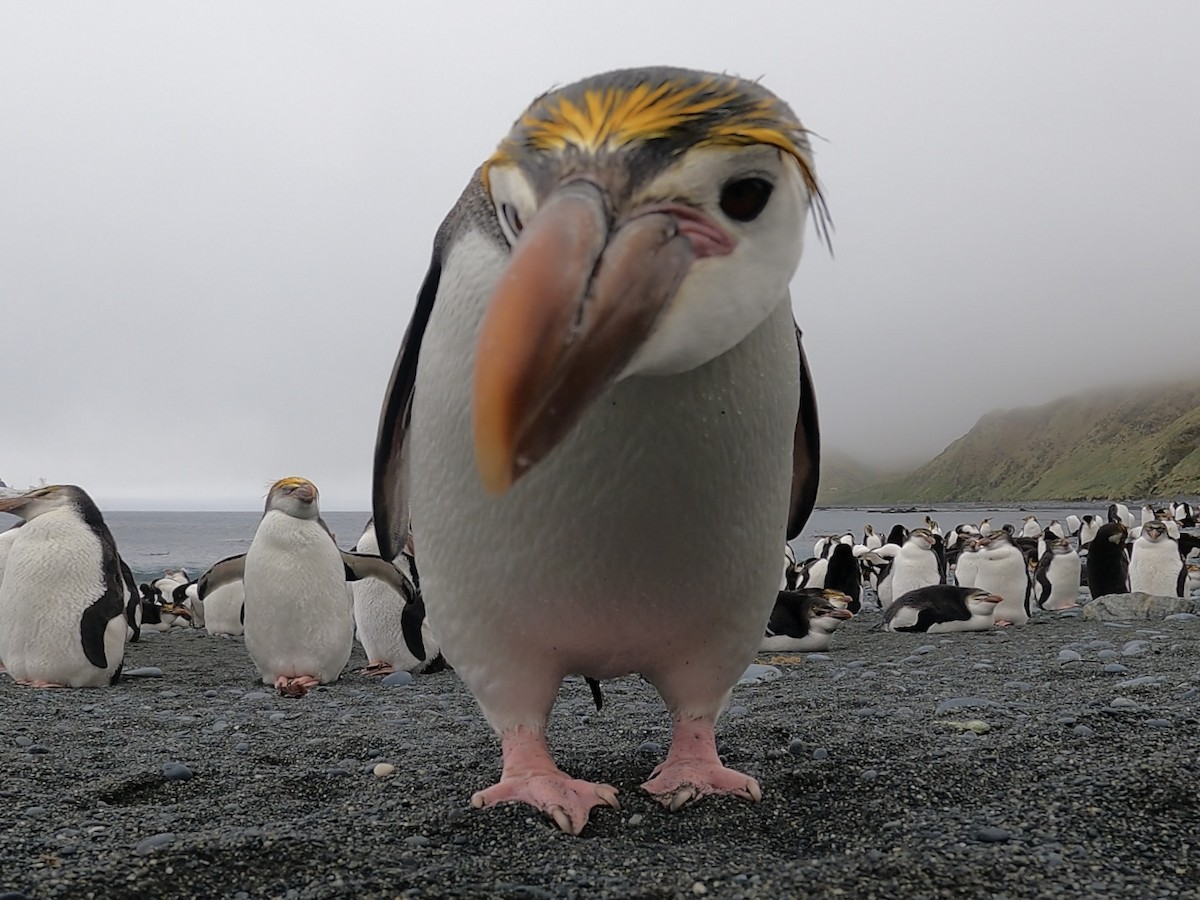 Royal Penguin - ML646926430