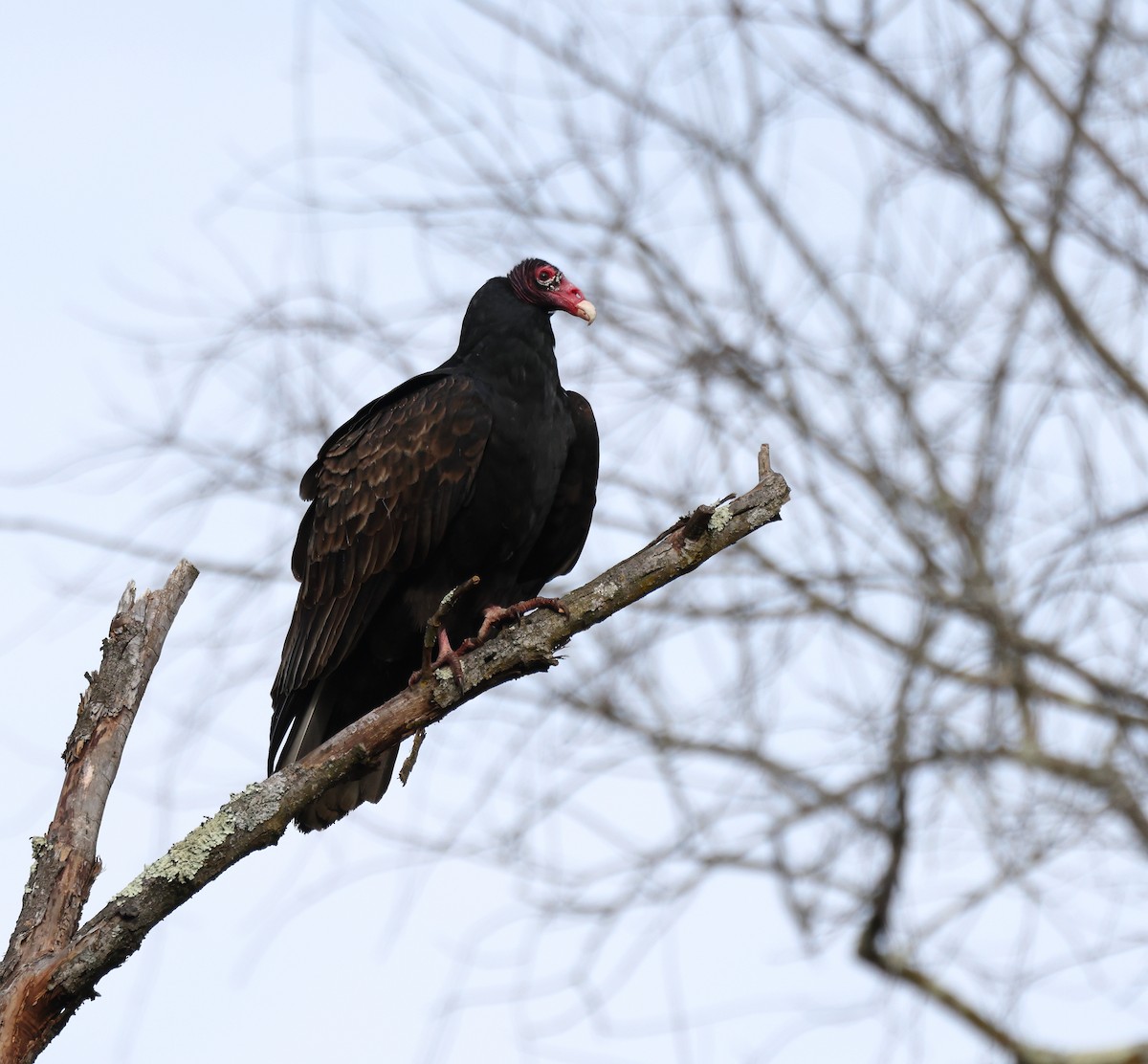 Turkey Vulture - ML646926431