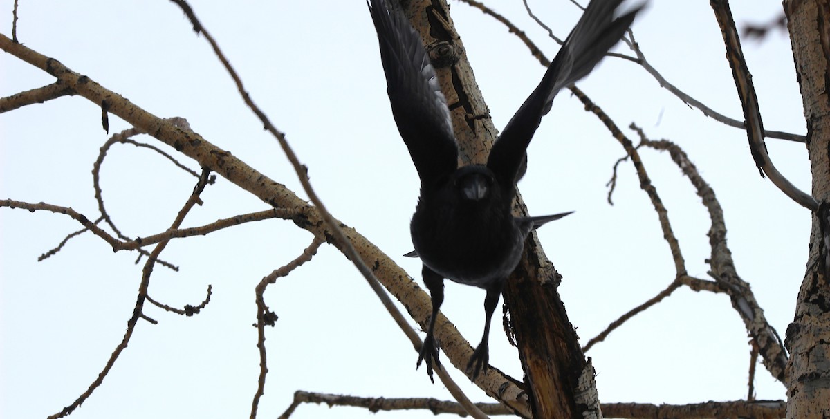 Kuzgun - ML646926433