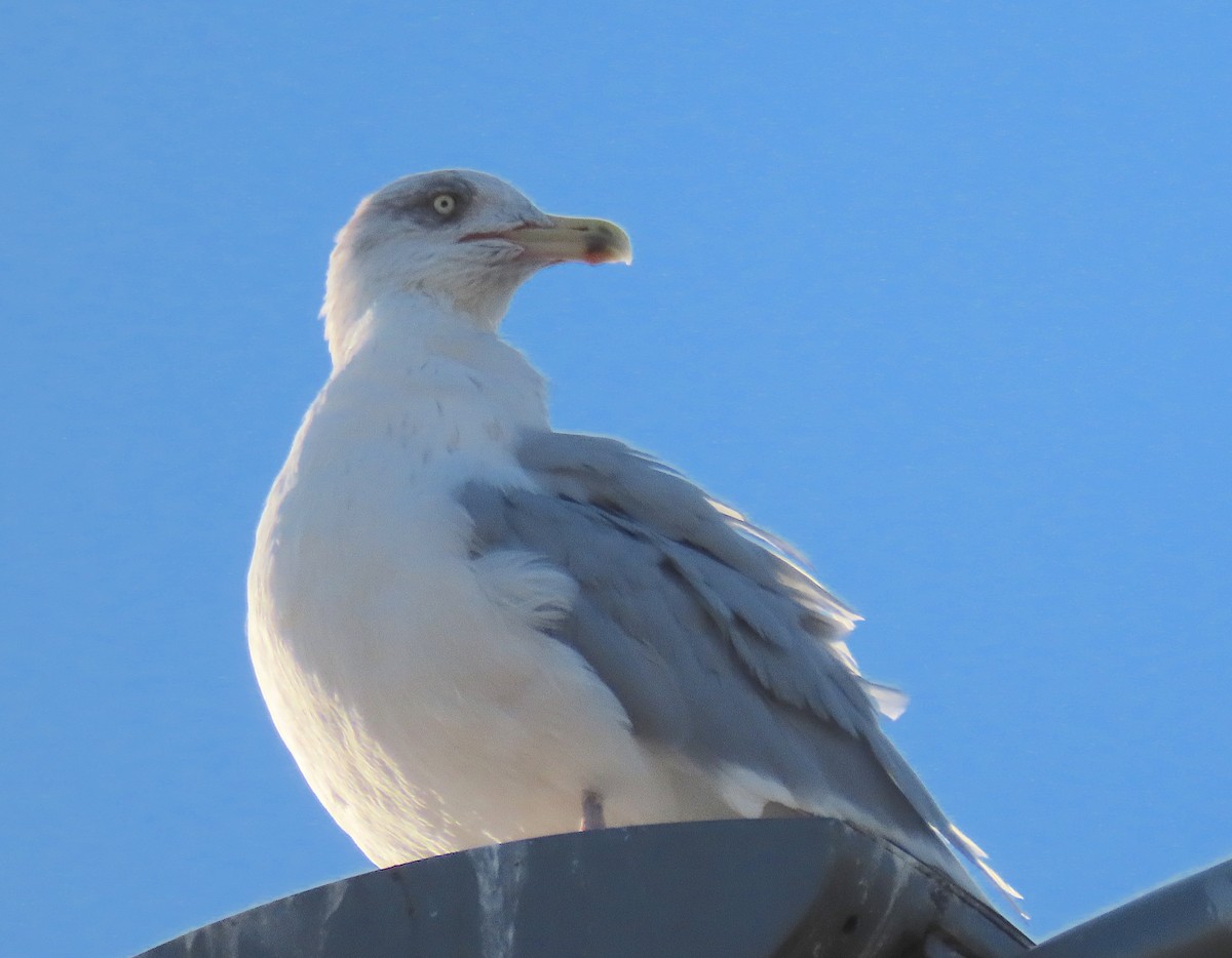 Мөнгөлөг цахлай - ML646926436