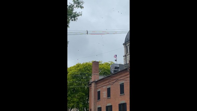 Chimney Swift - ML646926441