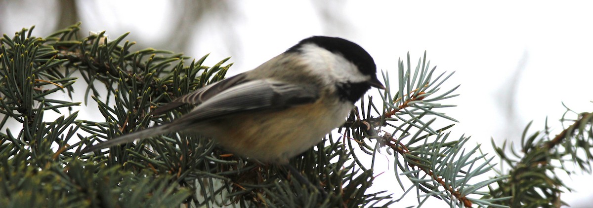 Amerika Baştankarası - ML646926442