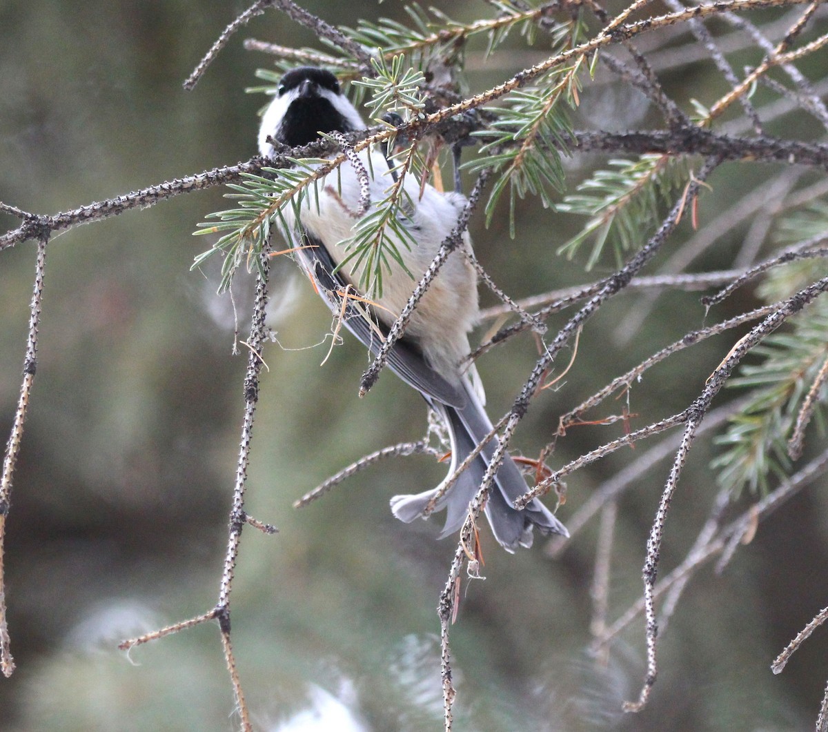 Amerika Baştankarası - ML646926443