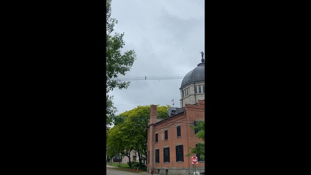 Chimney Swift - ML646926444