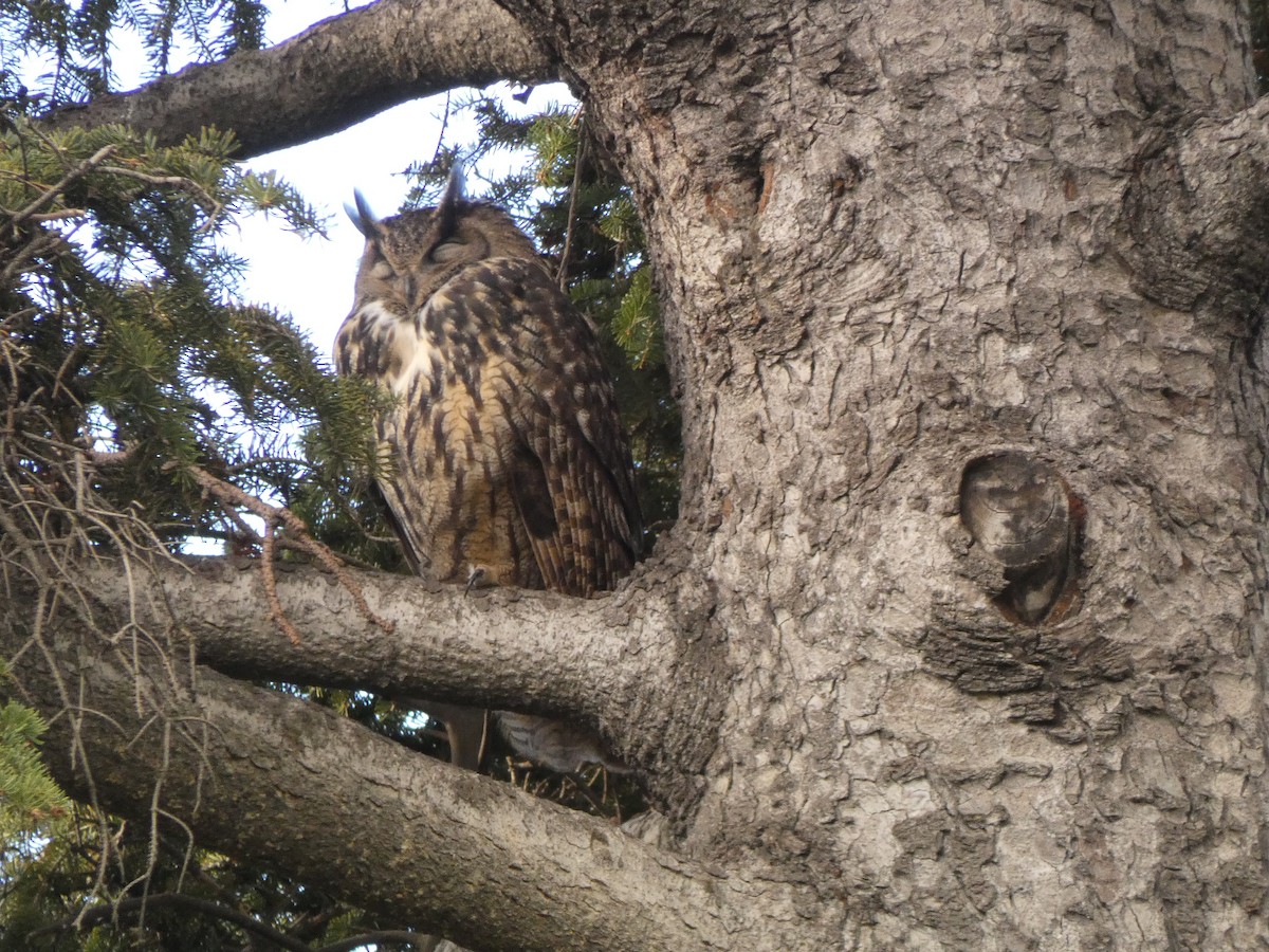 Eurasian Eagle-Owl - ML646926445