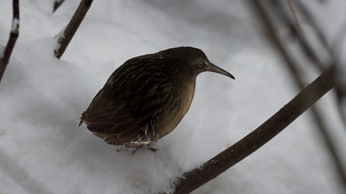 Virginia Rail - ML646926446