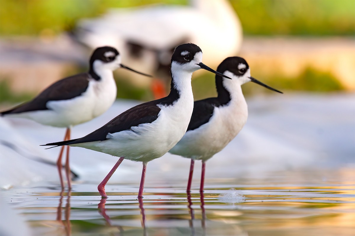 Black-necked Stilt - ML646926448