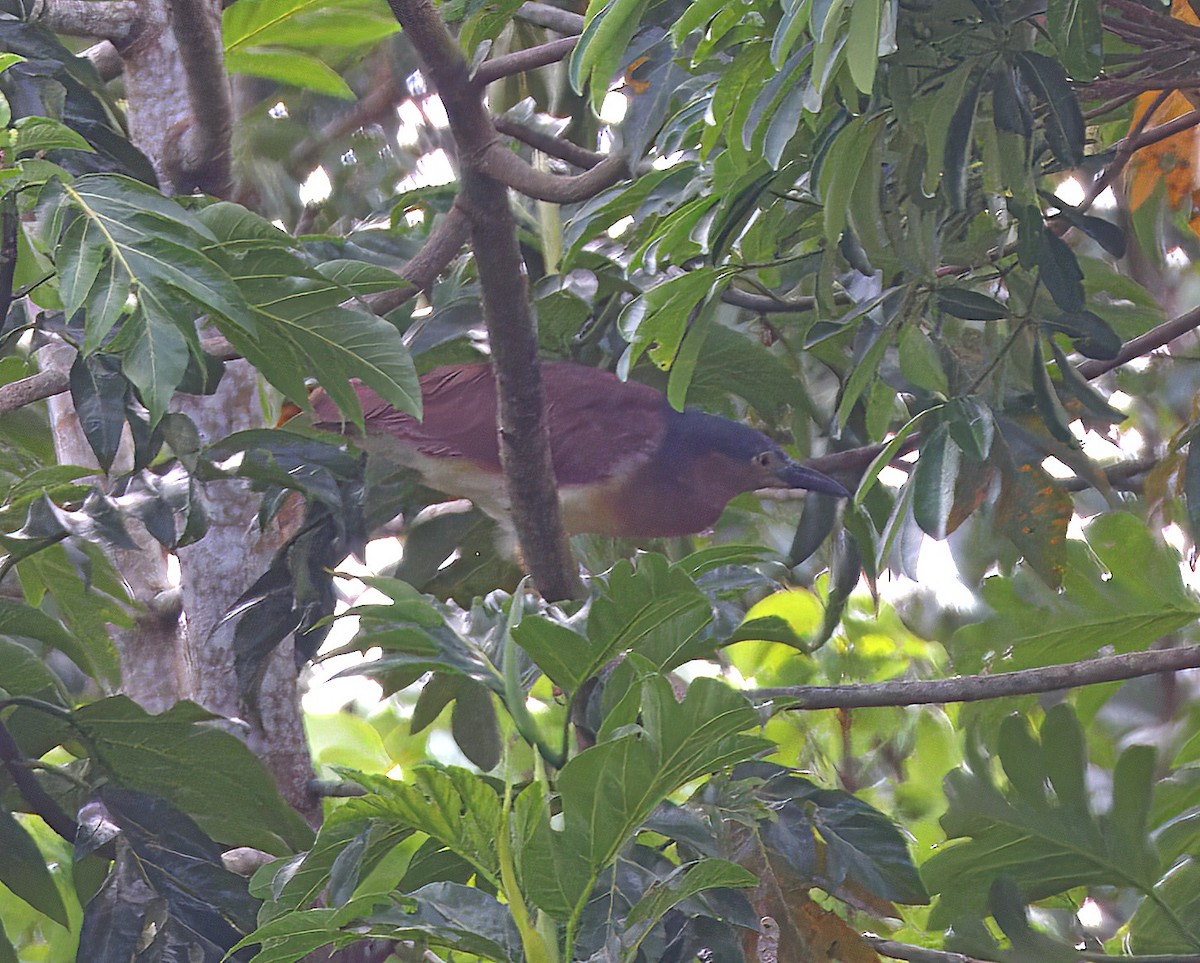Nankeen Night Heron - ML646926450