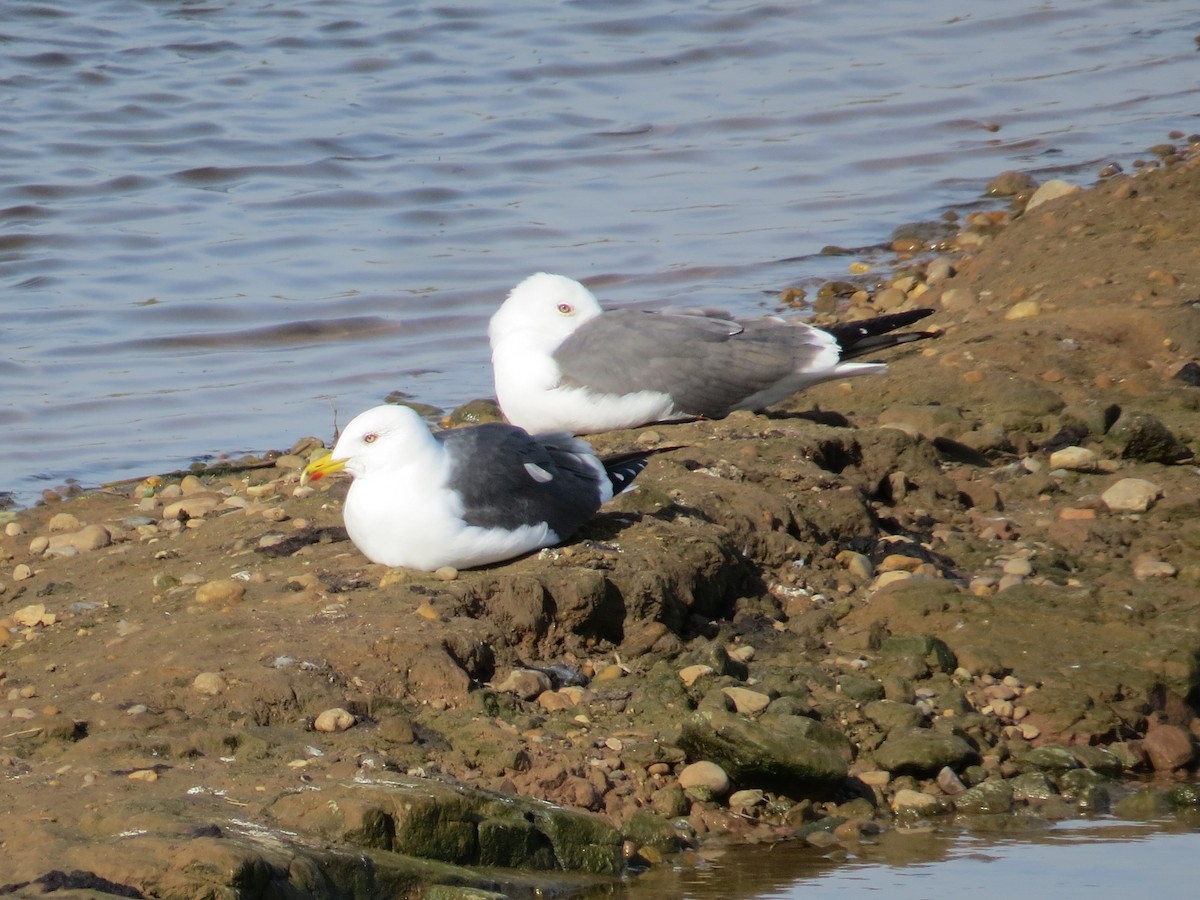 Gaviota Sombría - ML646926451
