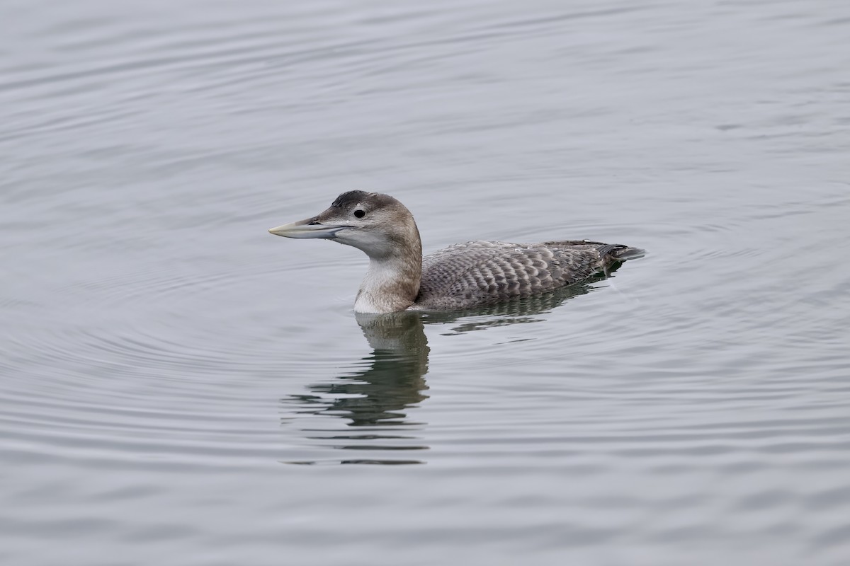 Aliota mokohoria - ML646926454