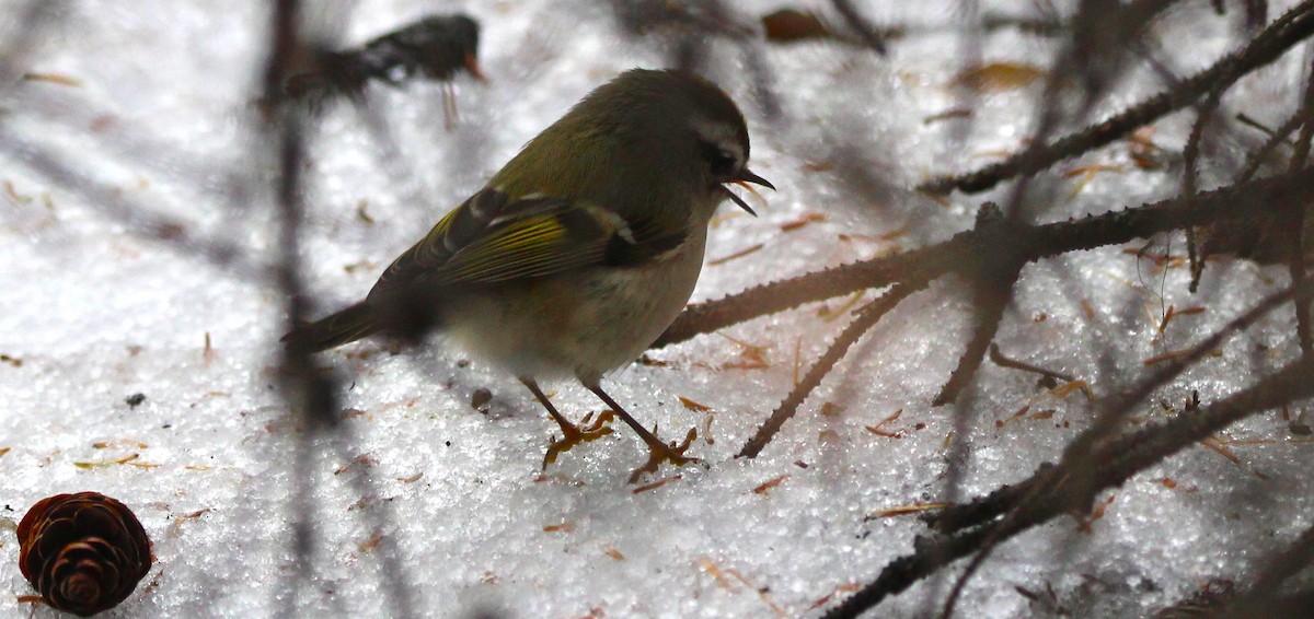 Sarı Taçlı Çalıkuşu - ML646926455