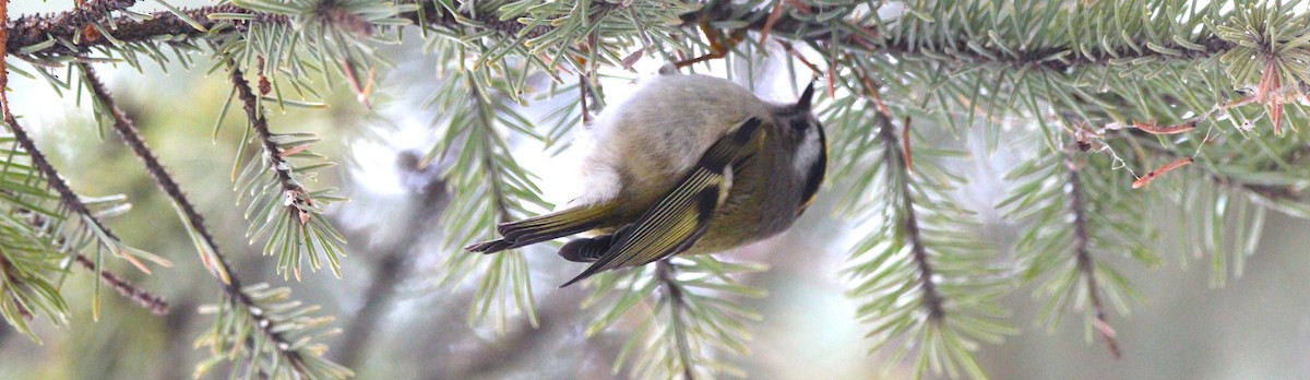 Sarı Taçlı Çalıkuşu - ML646926456