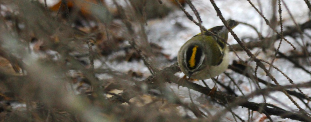 Sarı Taçlı Çalıkuşu - ML646926457