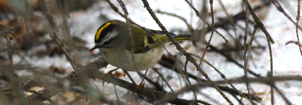 Sarı Taçlı Çalıkuşu - ML646926458