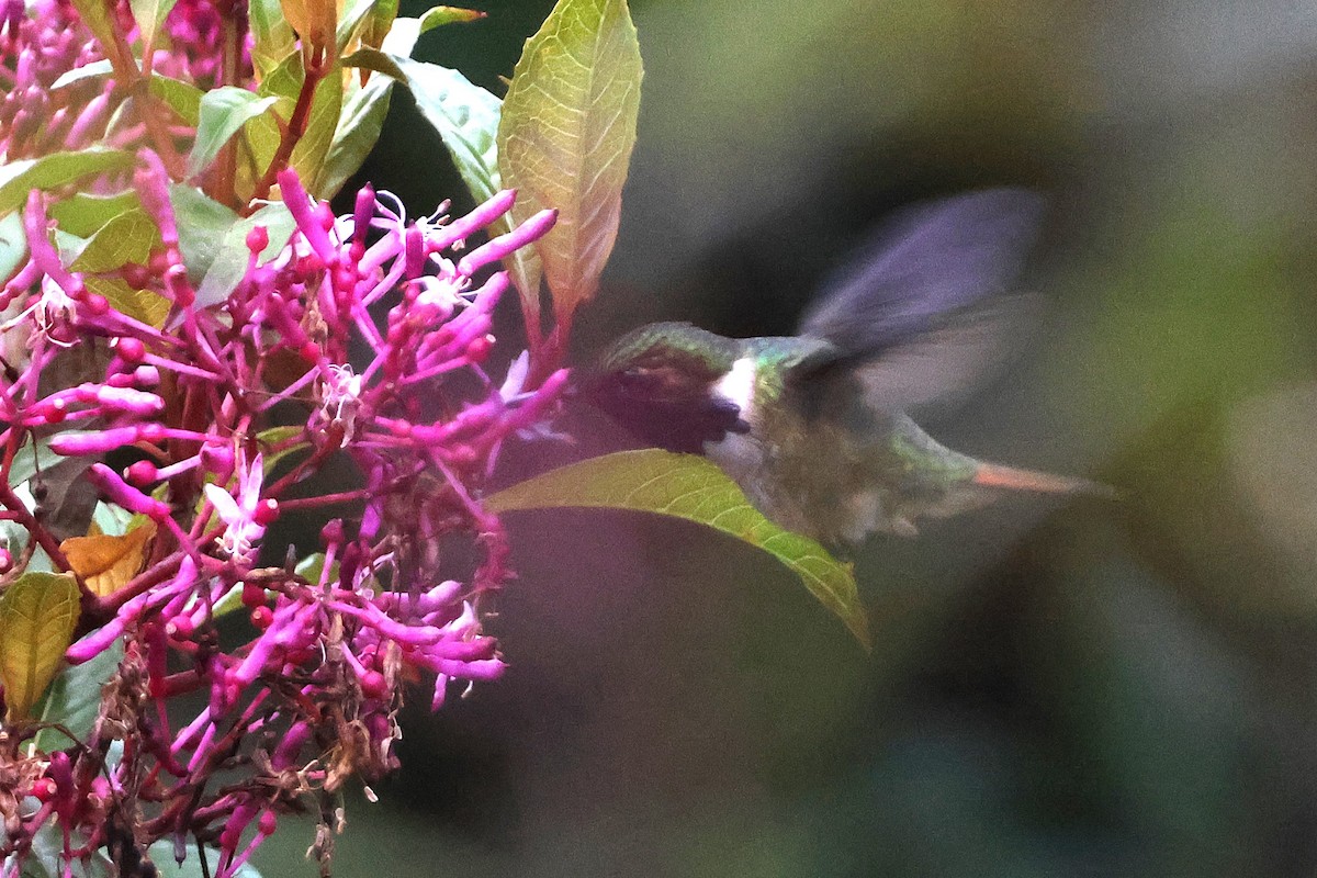 Volcano Hummingbird - ML646926459