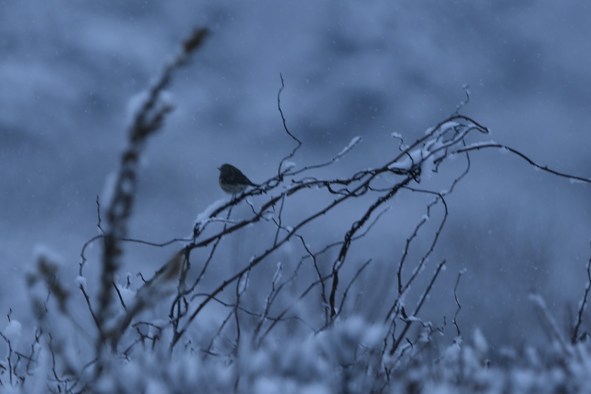 キヅタアメリカムシクイ - ML646926470