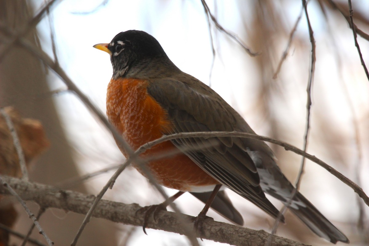 Göçmen Ardıç - ML646926474