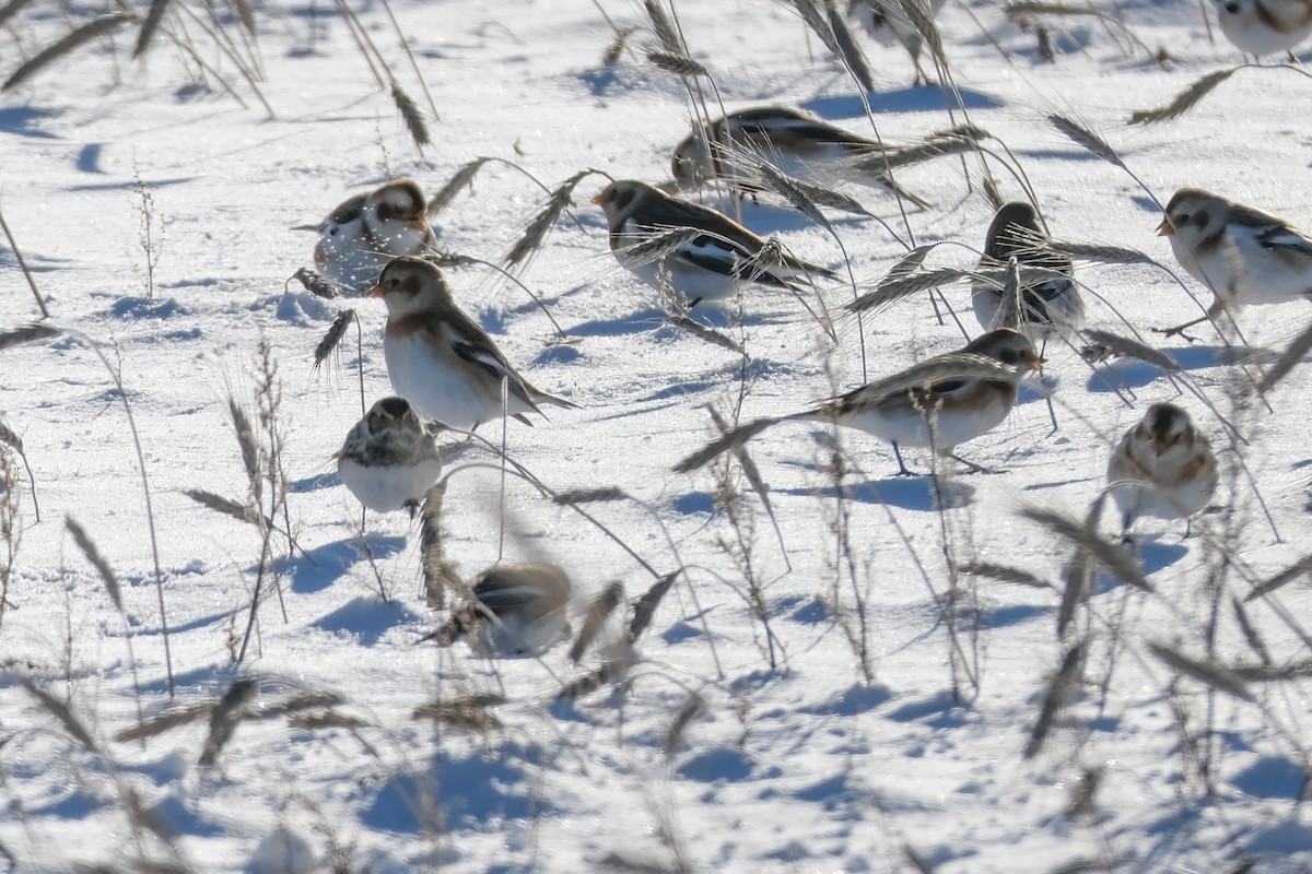 ostružka severní - ML646926478