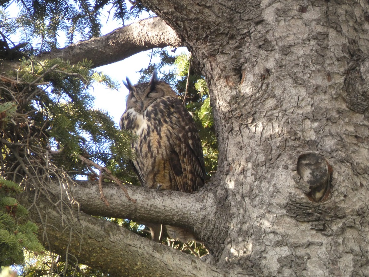 Eurasian Eagle-Owl - ML646926482