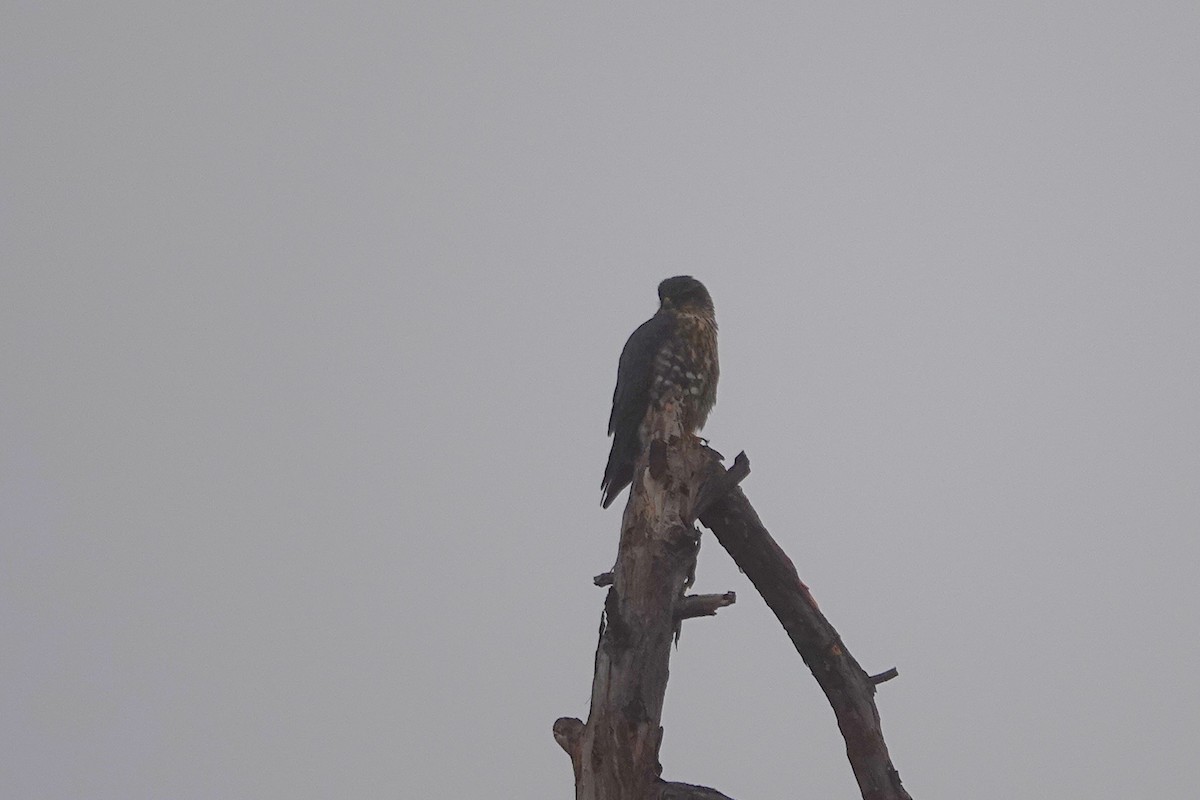 Faucon émerillon - ML646926496