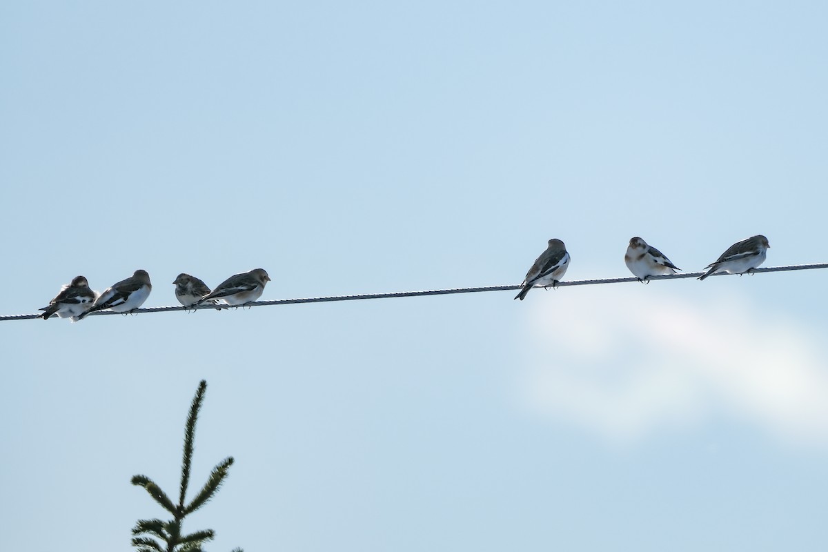 ostružka severní - ML646926512