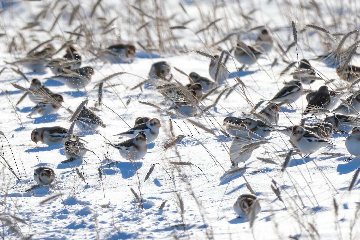 sněhule severní - ML646926514