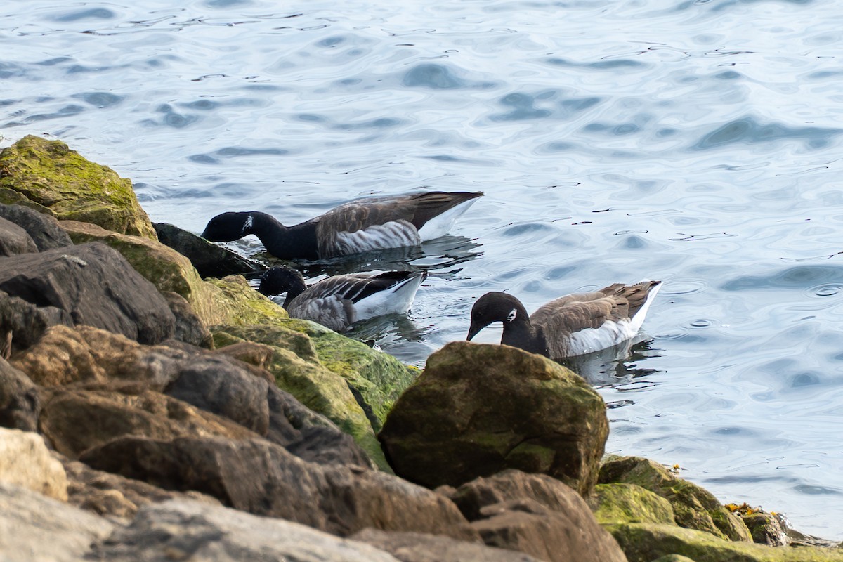 Ringelgans - ML646926515