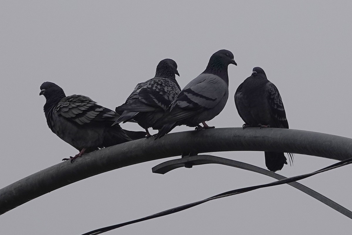 Pigeon biset (forme domestique) - ML646926527