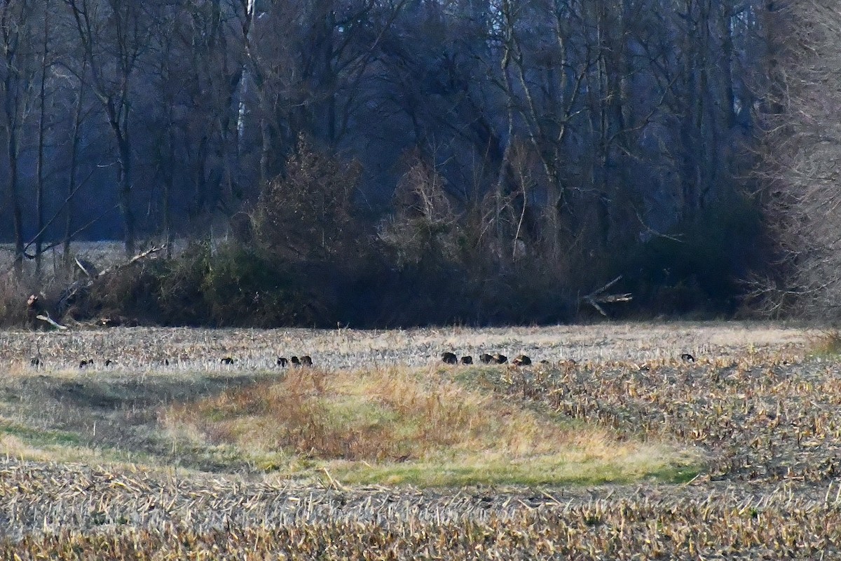 Wild Turkey - ML646926538