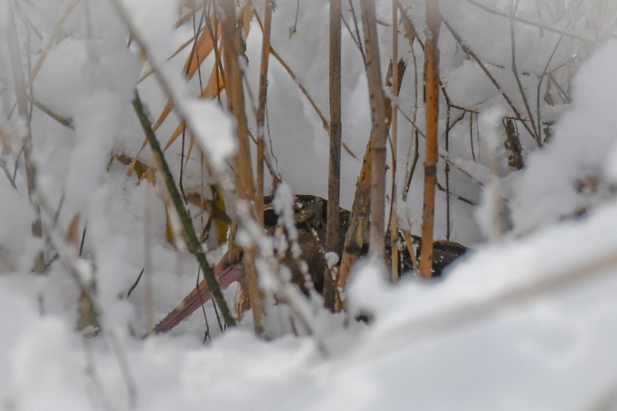 アメリカヤマシギ - ML646926544