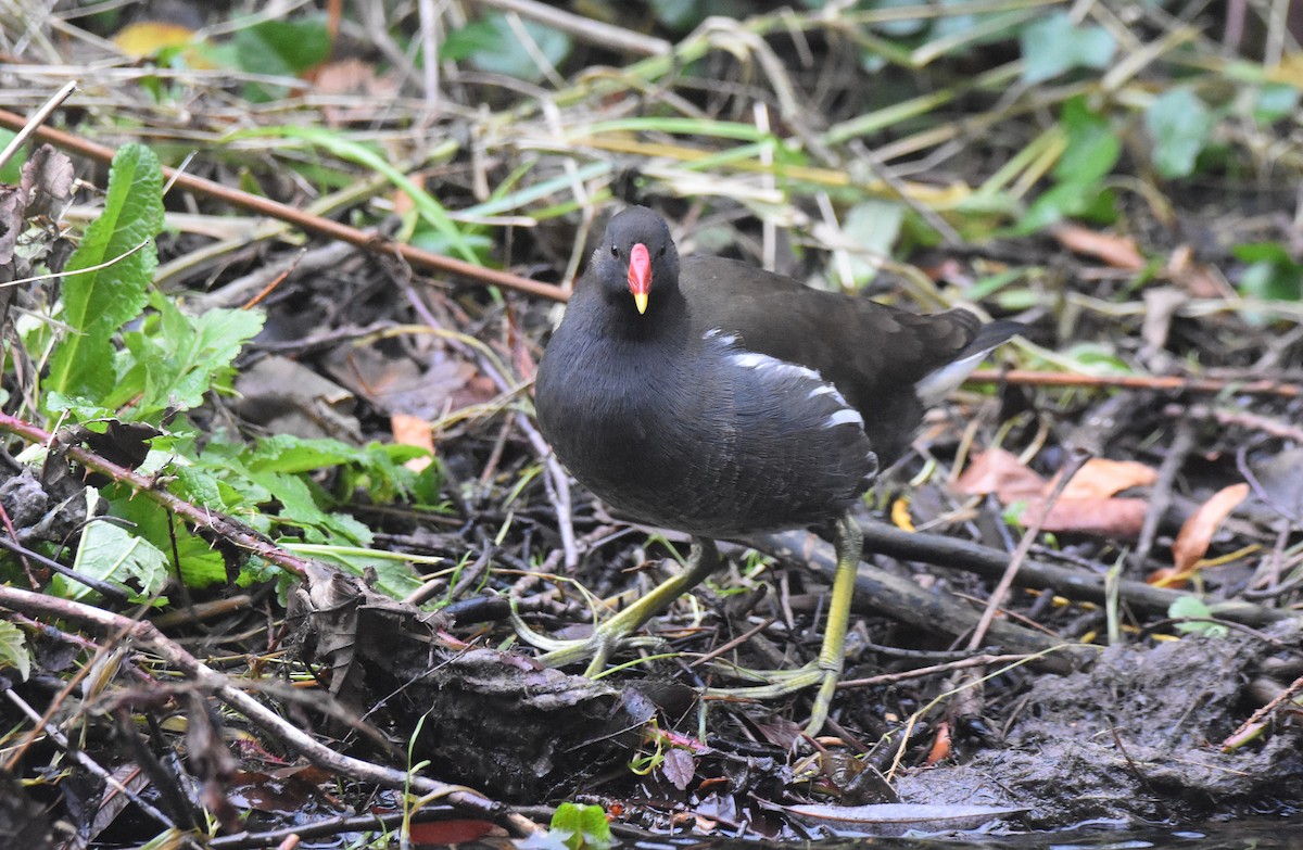 Eurasian Moorhen - ML646926555